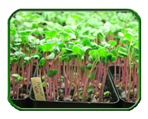 MicroGreens close up