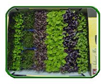 MicroGreen Rows