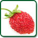 Non GMO Alpine Strawberry