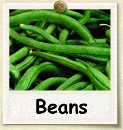 Non-Hybrid Bean Seed - Seeds of Life