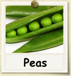 Non-Hybrid Peas Seed - Seeds of Life