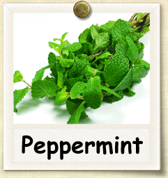 Non-Hybrid Peppermint Seed - Seeds of Life