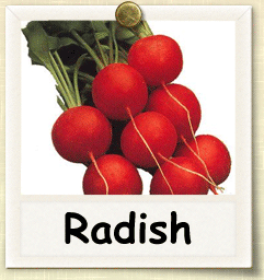 Non-Hybrid Radish Seed - Seeds of Life