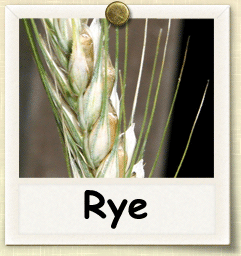 Non-Hybrid Rye Seed - Seeds of Life