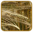 Non-Hybrid Barley Seed | Seeds of Life