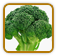 Open-Pollinated Broccoli Seed | Seeds of Life