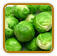 Non-Hybrid Brussels Sprouts Seed | Seeds of Life