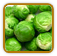 Open-Pollinated Brussels Sprouts Seed | Seeds of Life