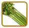Non-Hybrid Celery Seed | Seeds of Life