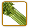 Open-Pollinated Celery Seed | Seeds of Life