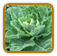 Non-Hybrid Collard Seed | Seeds of Life