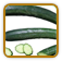 Non-Hybrid Cucumber Seed | Seeds of Life