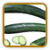 Open-Pollinated Cucumber Seed | Seeds of Life