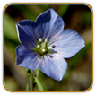 Non-Hybrid Flax Seed | Seeds of Life