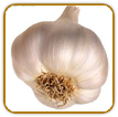 Non-Hybrid Garlic Seed | Seeds of Life