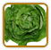 Open-Pollinated Lettuce Seed | Seeds of Life