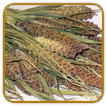 Non-Hybrid Millet Seed | Seeds of Life
