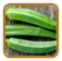 Open-Pollinated Okra Seed | Seeds of Life