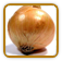 Non-Hybrid Onion Seed | Seeds of Life