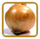 Open-Pollinated Onion Seed | Seeds of Life