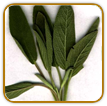 Non-Hybrid Sage Seed | Seeds of Life