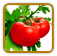 Open-Pollinated Tomato Seed | Seeds of Life