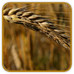 Non-Hybrid Wheat Seed | Seeds of Life