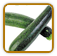 Open-Pollinated Zucchini Seed | Seeds of Life