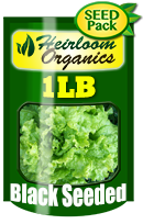 Non-GMO Black Seeded Simpson Lettuce Seeds