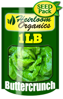 Non-GMO Buttercrunch Lettuce Seeds