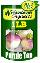 Non-GMO Purple Top White Globe Turnip Seeds