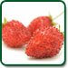 Non GMO Alexandria Strawberry
