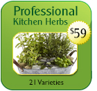 Kitchen Herb Pack 2