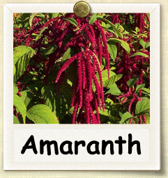 Open-Pollinated Amaranth Seed - Seeds of Life