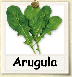 Non-Hybrid Arugula Seed - Seeds of Life