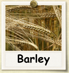 Non-Hybrid Barley Seed - Seeds of Life