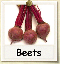 Non-Hybrid Beet Seed - Seeds of Life