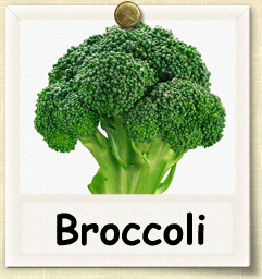 Non-Hybrid Broccoli Seed - Seeds of Life