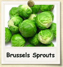 Non-Hybrid Brussels Sprouts Seed - Seeds of Life