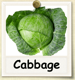 Non-Hybrid Cabbage Seed - Seeds of Life
