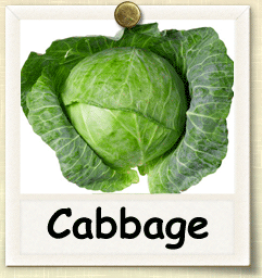 Open-Pollinated Cabbage Seed - Seeds of Life