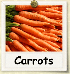 Open-Pollinated Carrots Seed - Seeds of Life