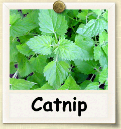 Non-Hybrid Catnip Seed - Seeds of Life