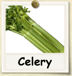 Non-Hybrid Celery Seed - Seeds of Life