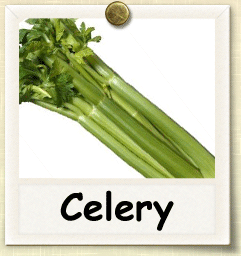 Open-Pollinated Celery Seed - Seeds of Life