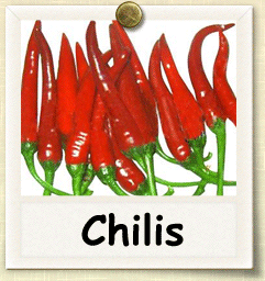 Non-Hybrid Chili Seed - Seeds of Life