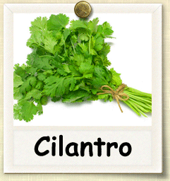 Non-Hybrid Cilantro Seed - Seeds of Life