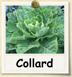 Non-Hybrid Collard Seed - Seeds of Life