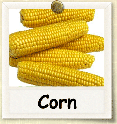 Non-Hybrid Corn Seed - Seeds of Life