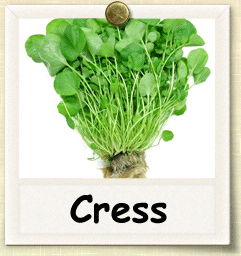 Non-Hybrid Cress Seed - Seeds of Life